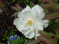 2008-0503_1355_Tree_Peony_20,3_C